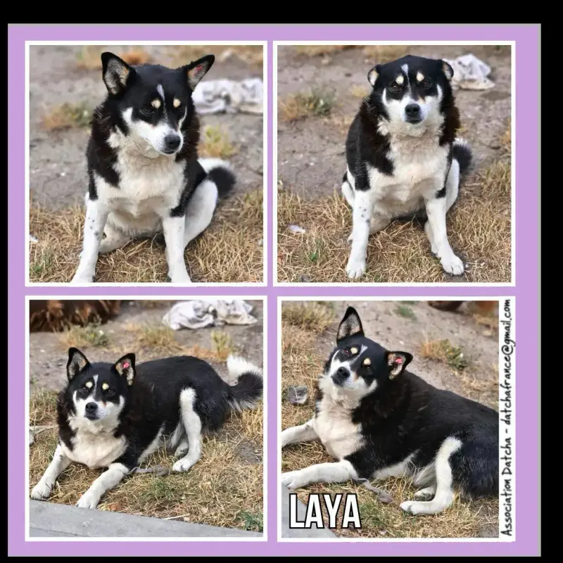 Laya
