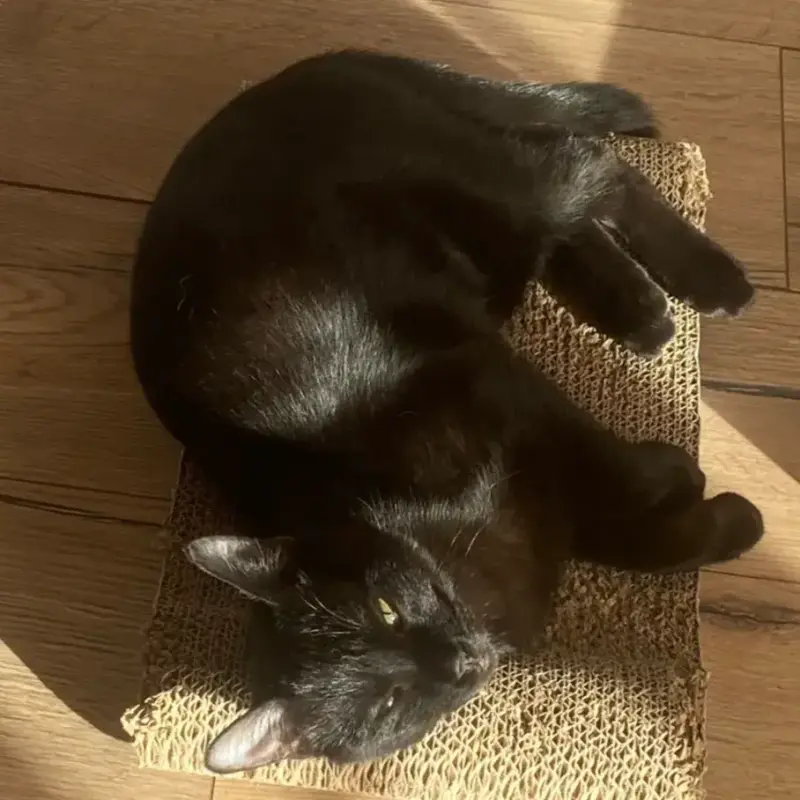 Gigi