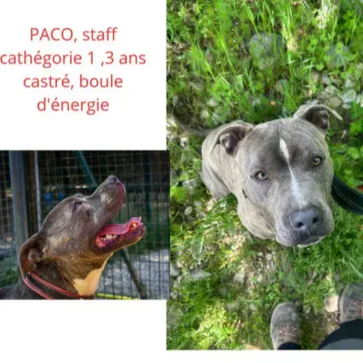 Paco