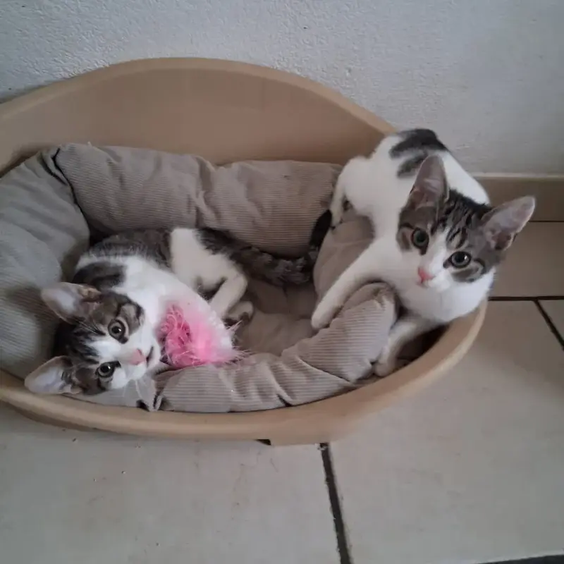 Ary Et Ambre