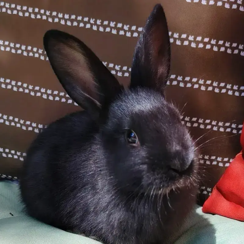 Zia