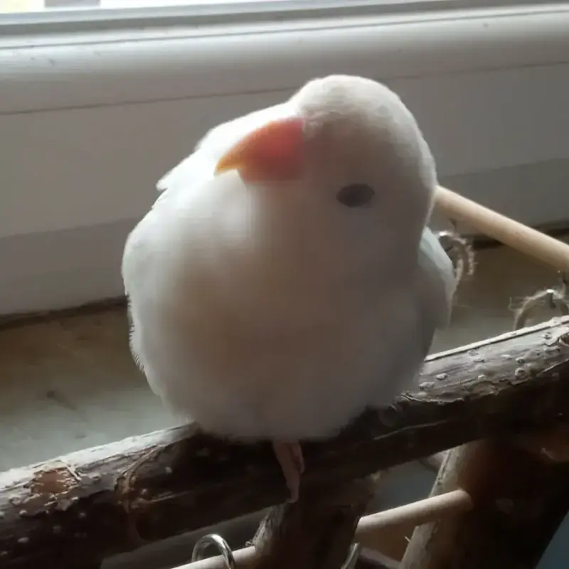 Touiteur