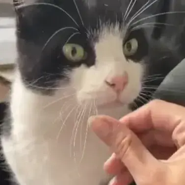 Felix