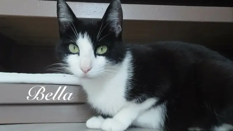 Bella