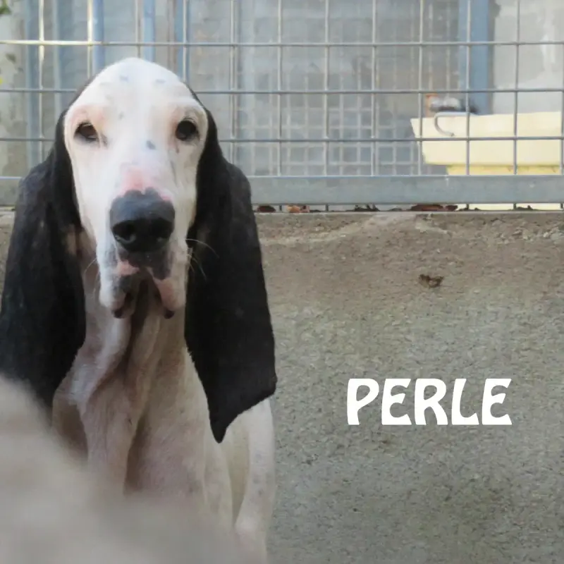 Perle