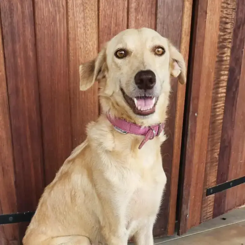 Suzie La Belle Et Douce Louloute