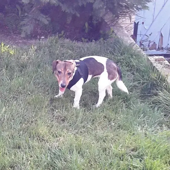 Ava