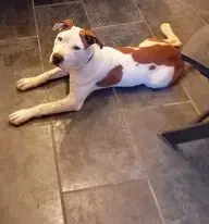 Tchanco
