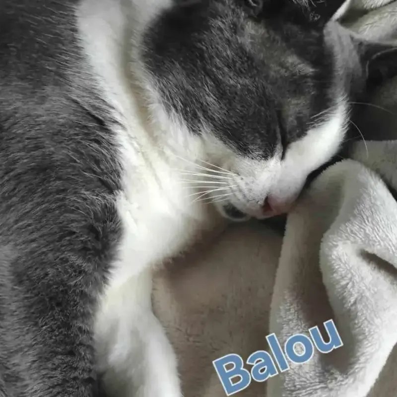 Balou
