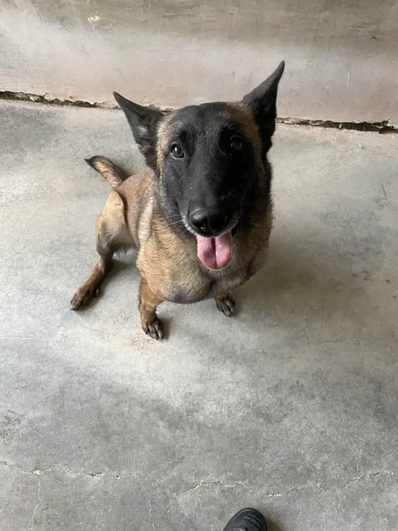 Laika