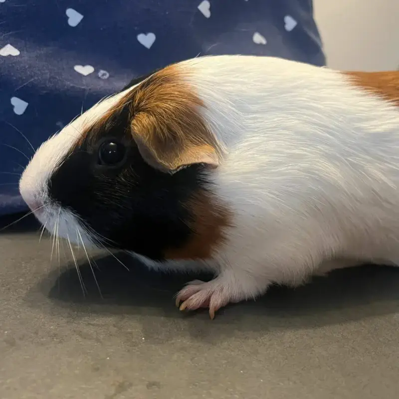 Speedy