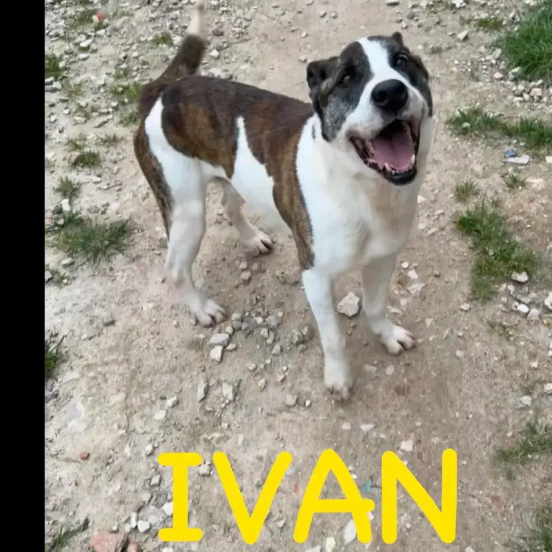 Ivan