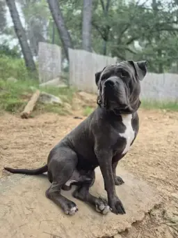 Zlatan