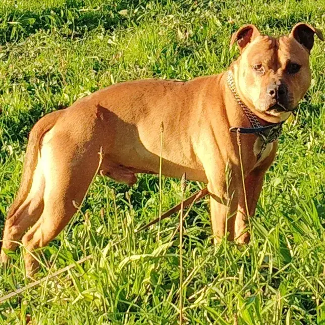 Oscar