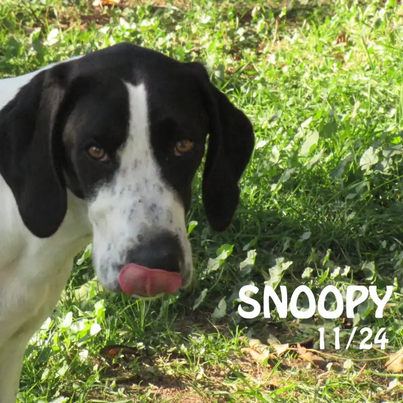 Snoopy