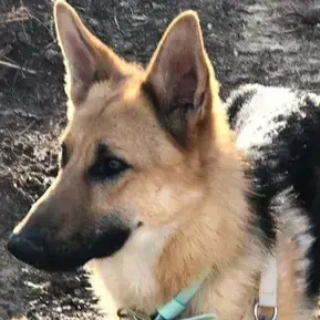 Asko