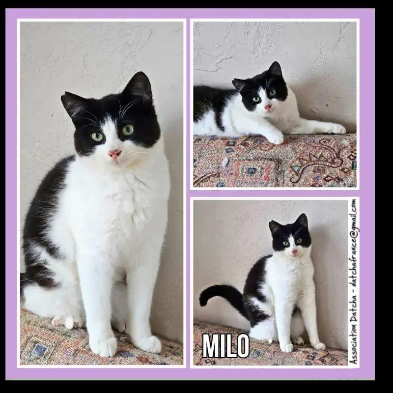 Milo