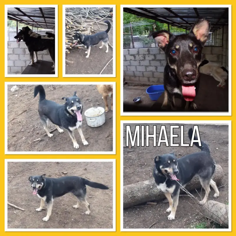 Mihaela
