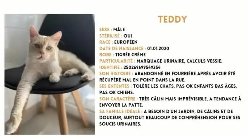 Teddy