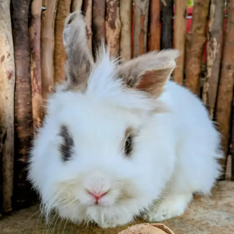 Wicky