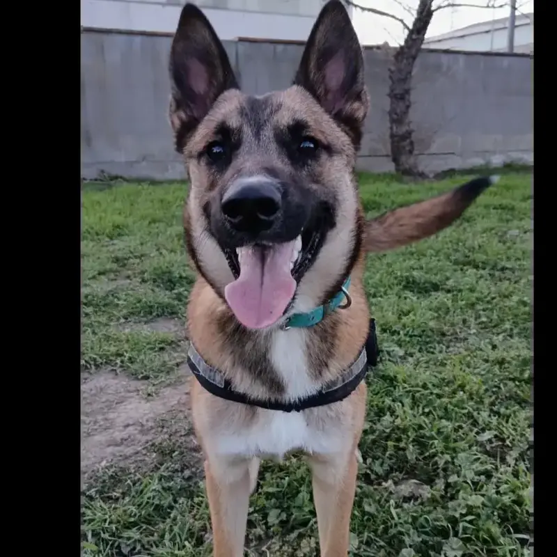 Tigrou