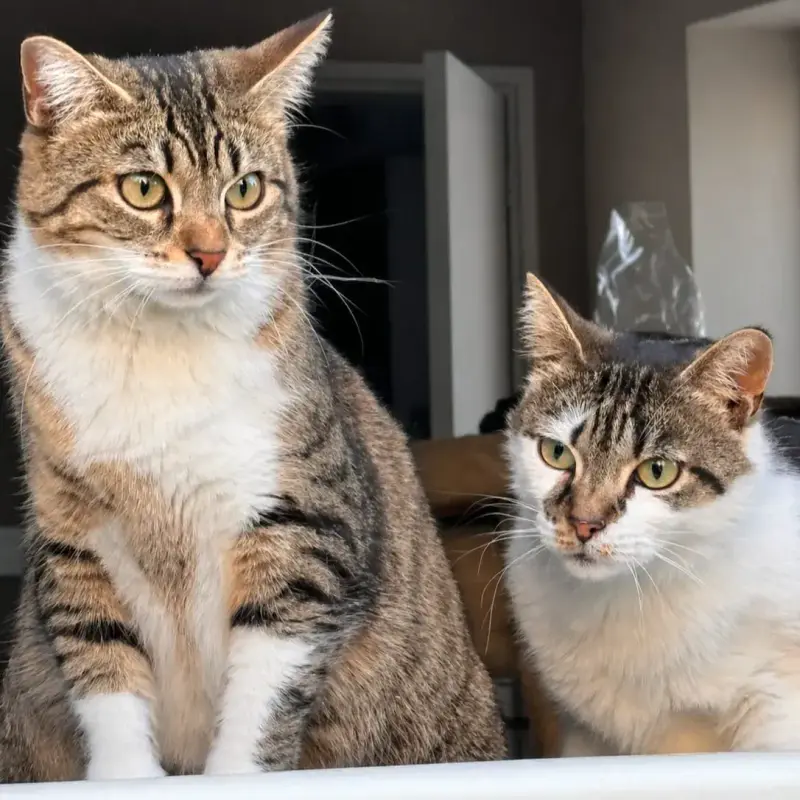 Twisty Et Lisa
