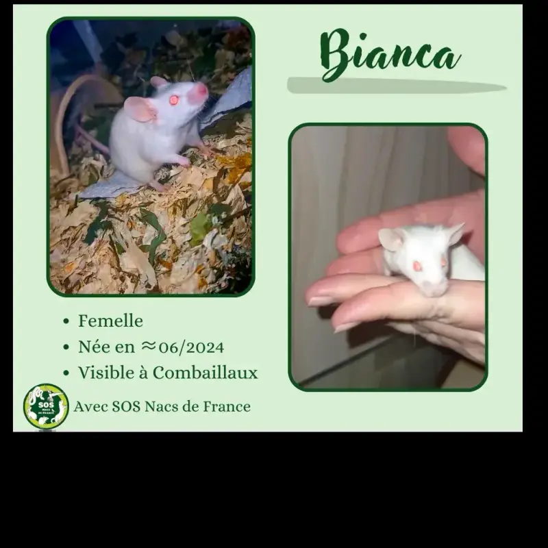 Bianca