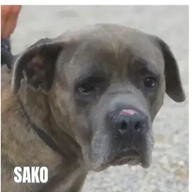 Sako