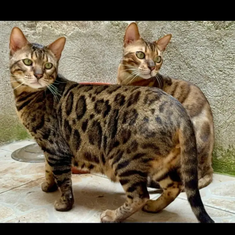 Trevor Et Topaze