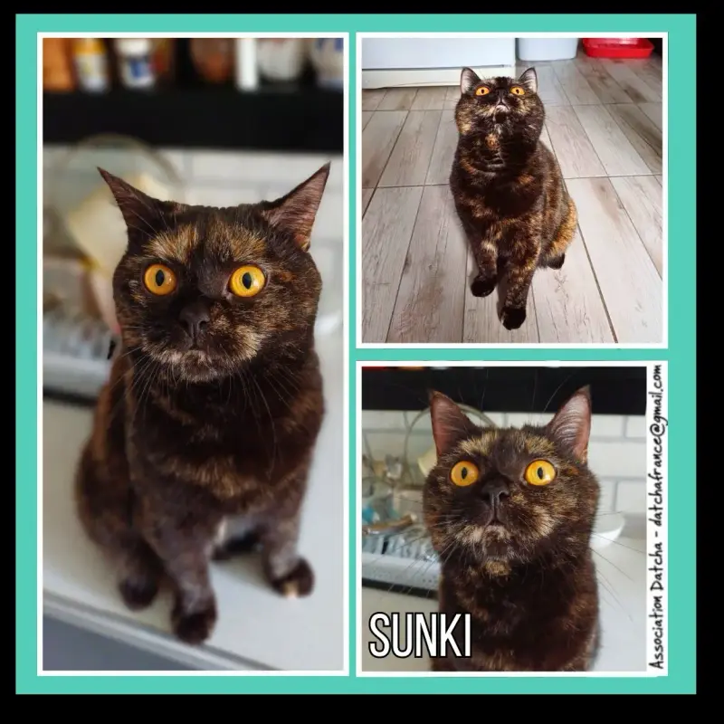 Sunki