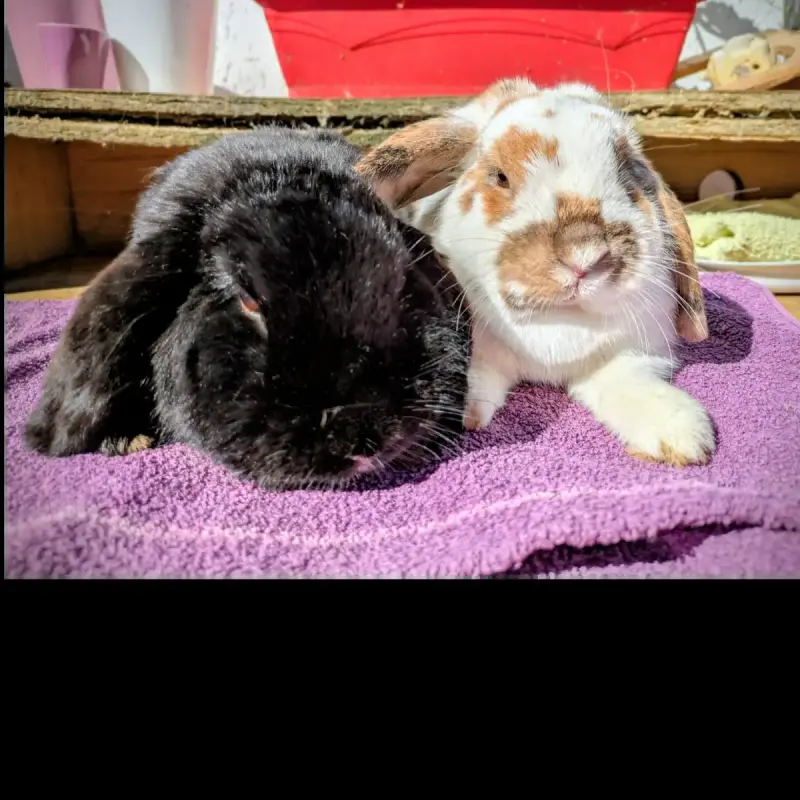 Yuki & Jinko