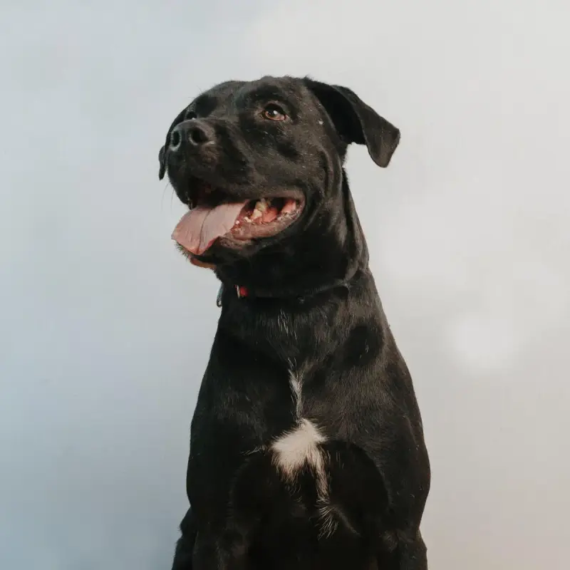 Negro
