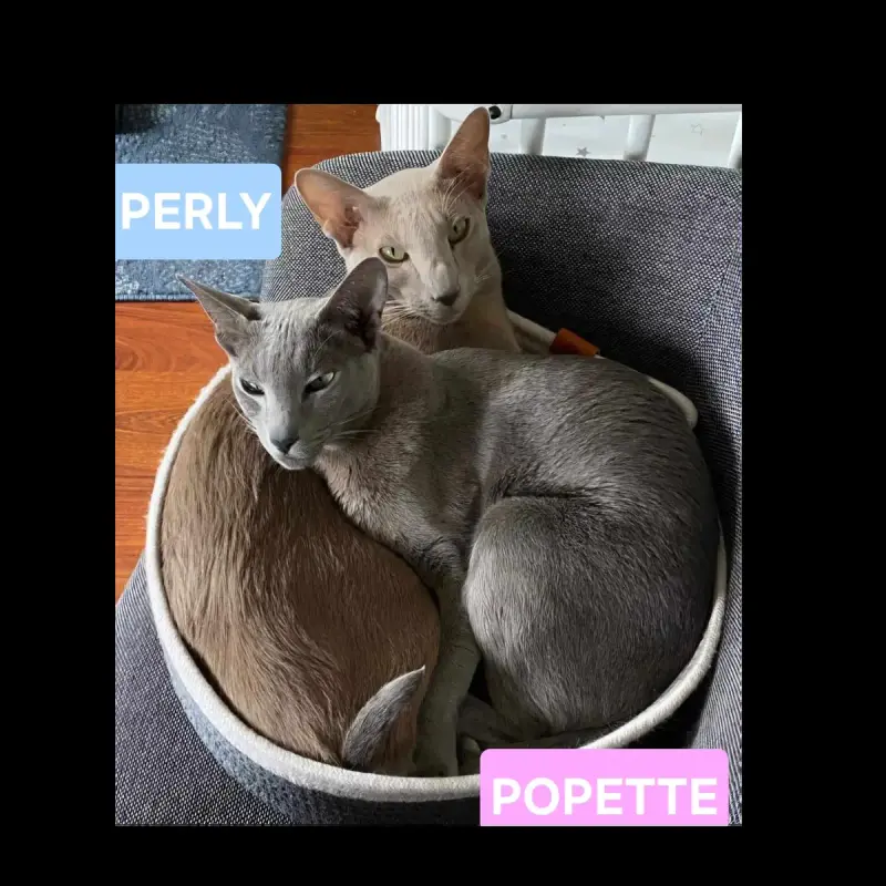 Perly Et Popette