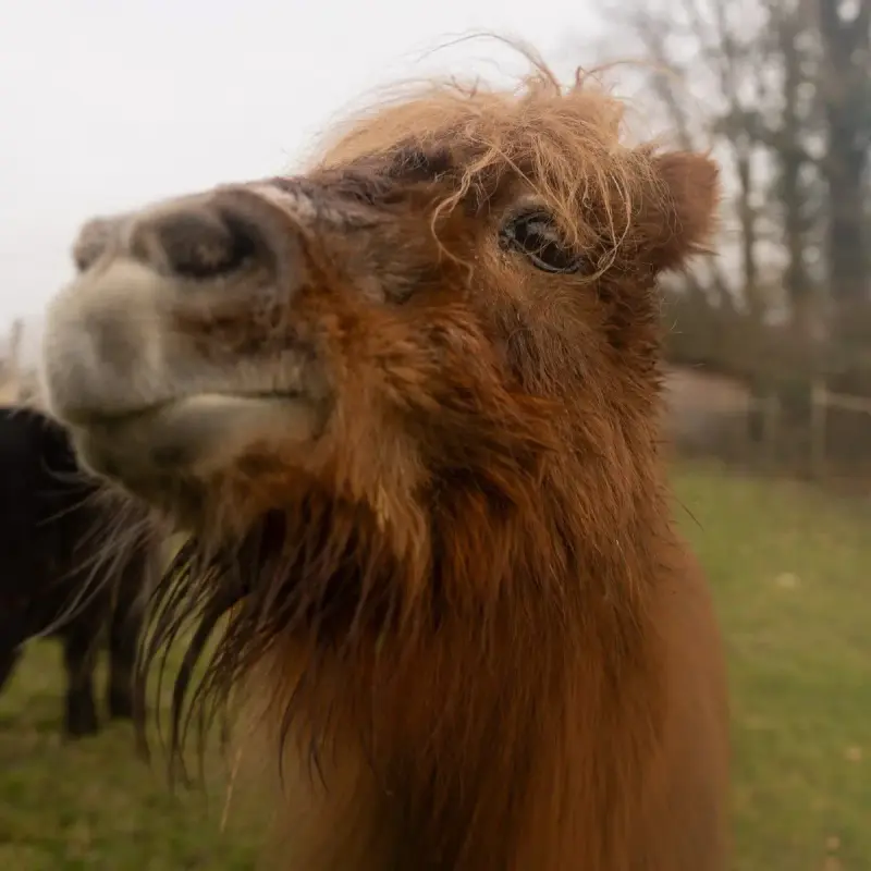Flicka