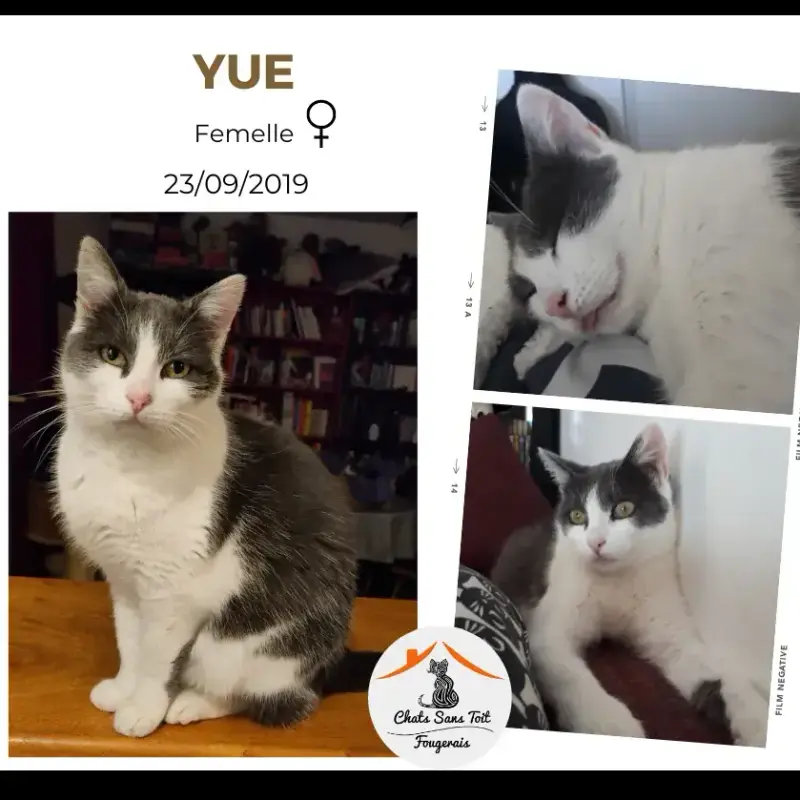 Yue