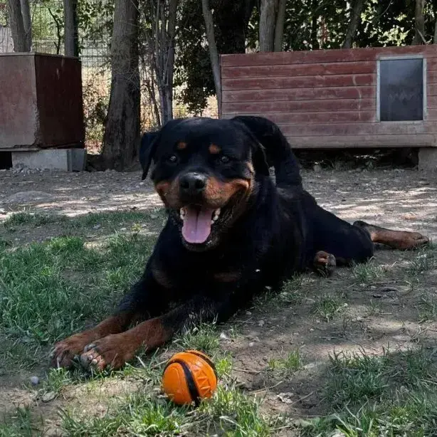 Sirius