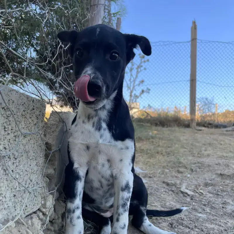 Leika