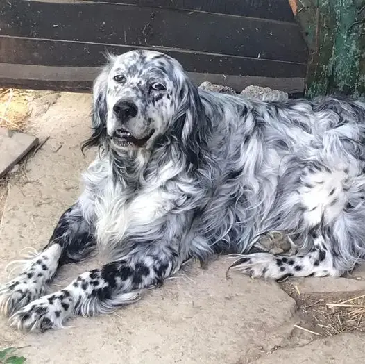 Toby
