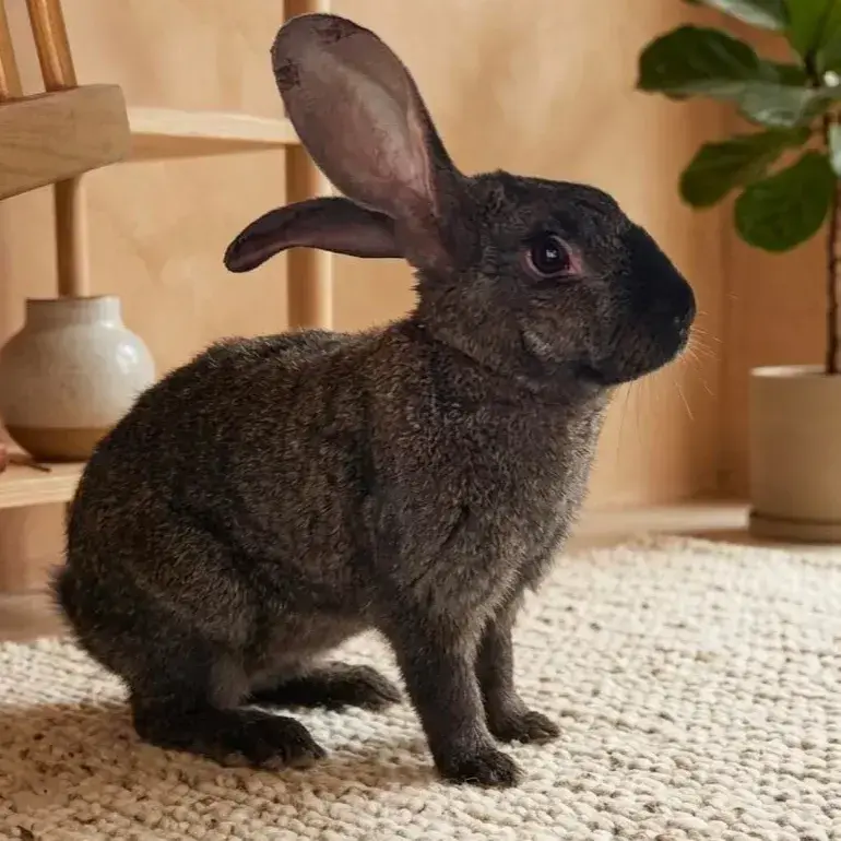 Billy