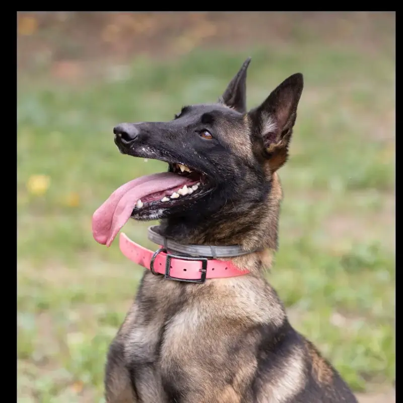 Laika
