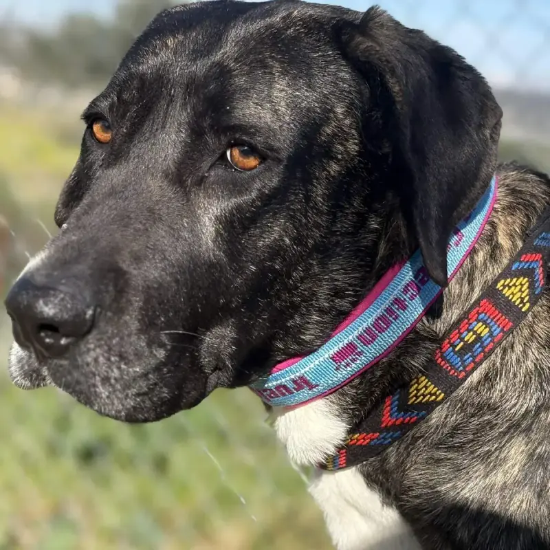 Maggie