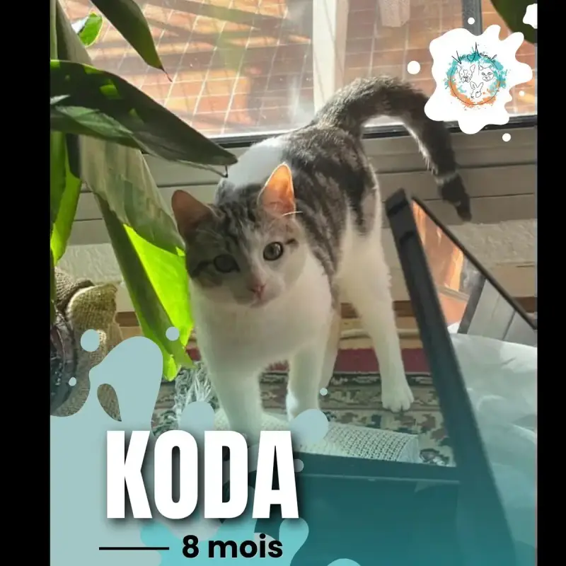 Koda