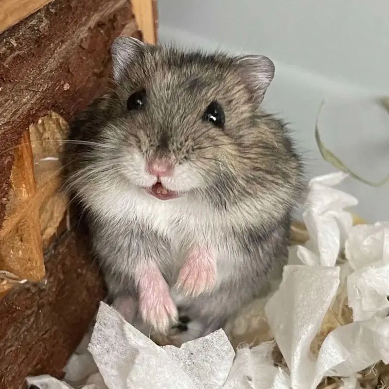 Patachou