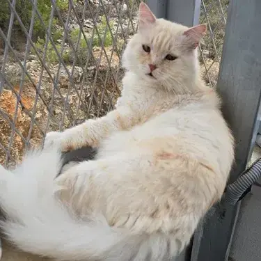 Marshmallow