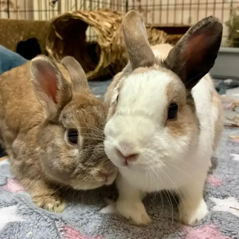 [À L'Adoption] Praline Et Nesquik