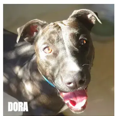 Dora