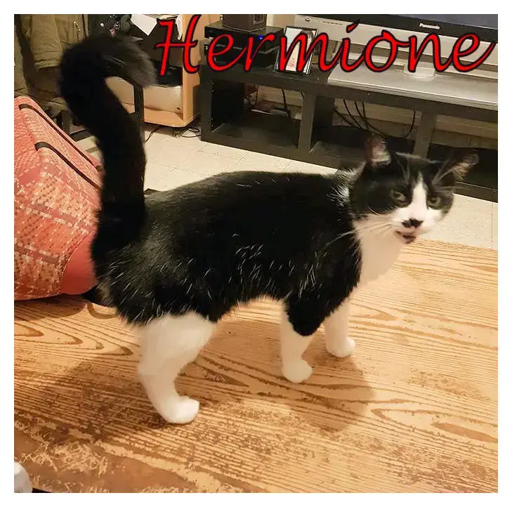 Hermione
