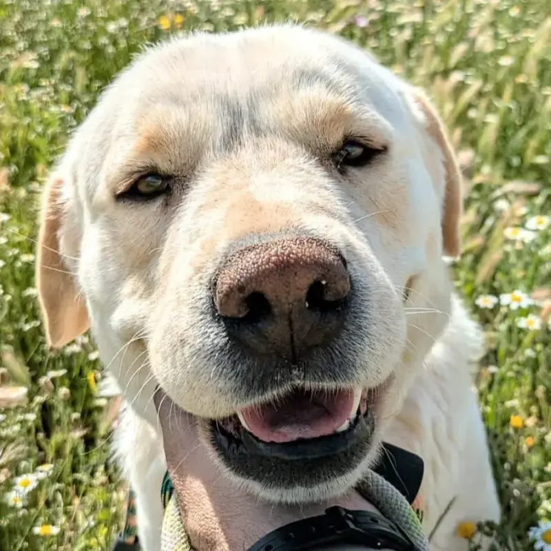 Laya