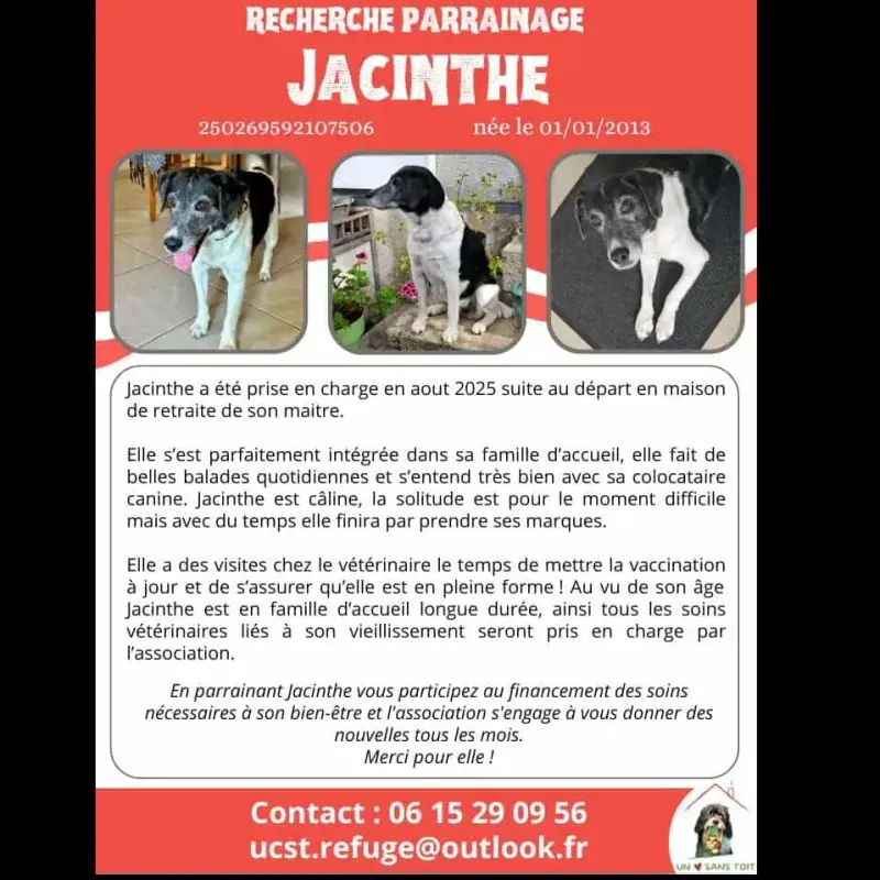 Jacinthe