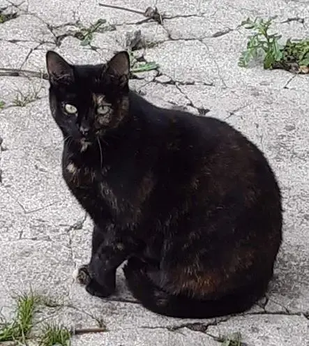 Precieuse